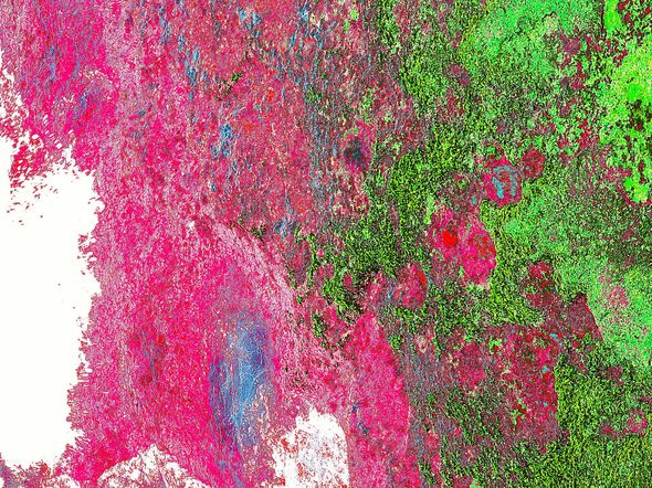 Redgreen