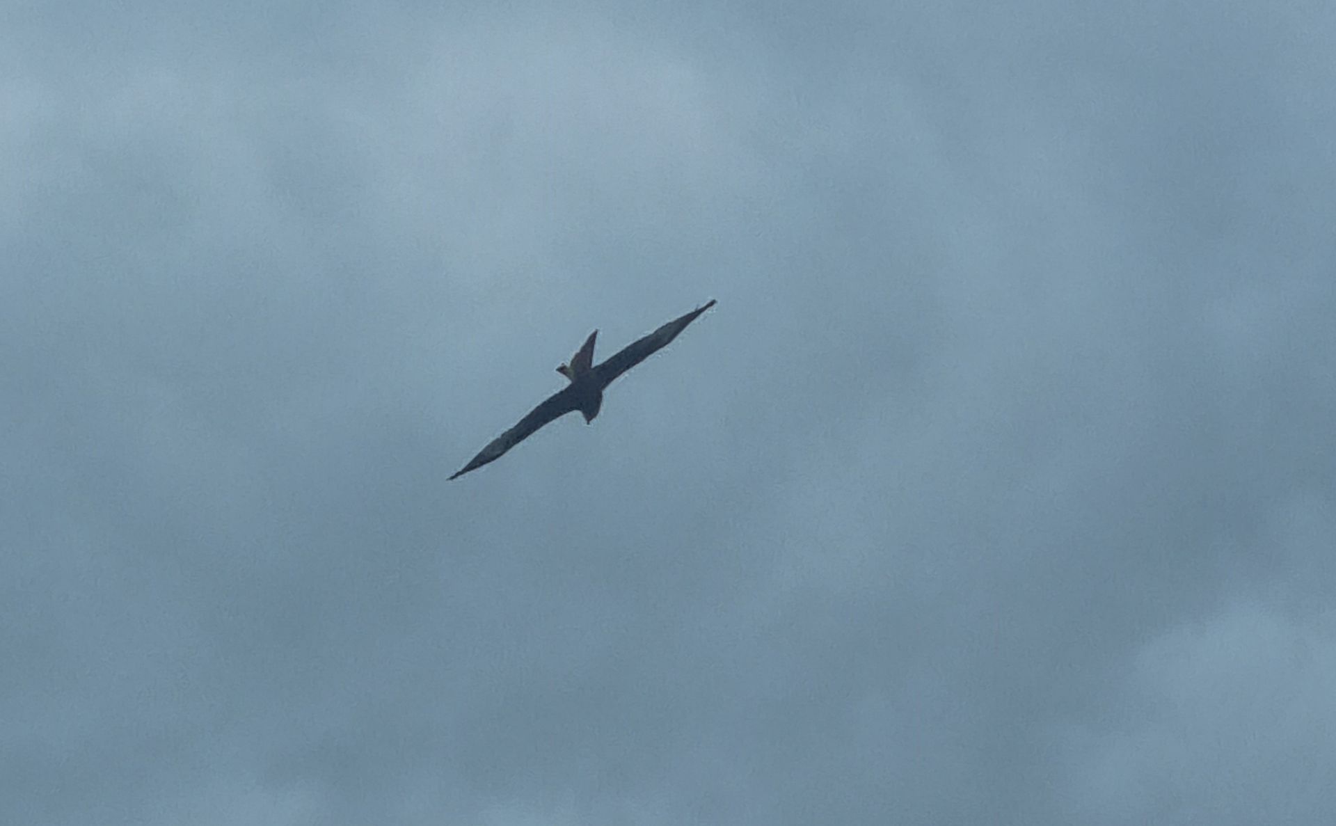 Ready to Strike Again