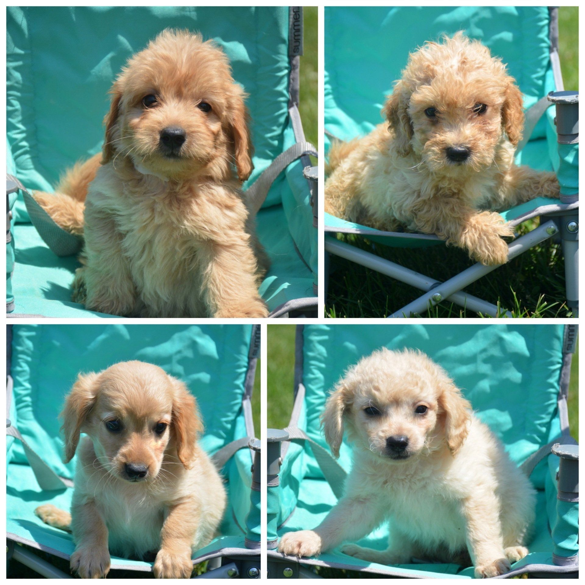 goldendoodles