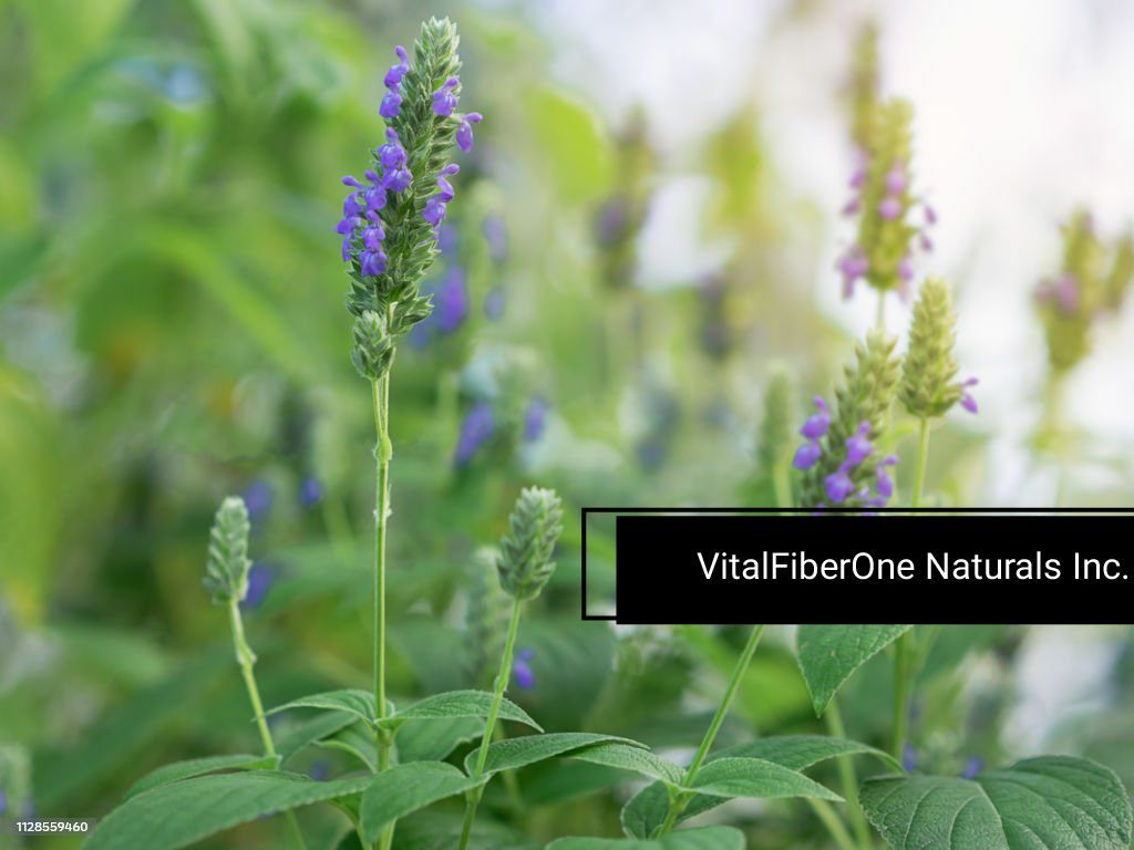 image of chia plants