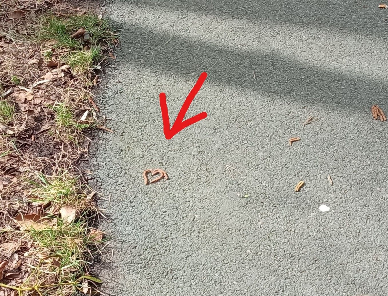 Ein Herz, Fundsache auf einem Wanderweg.
