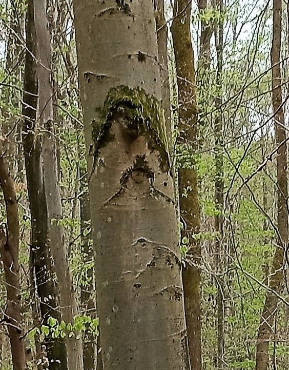 Ein Gesicht am Baum