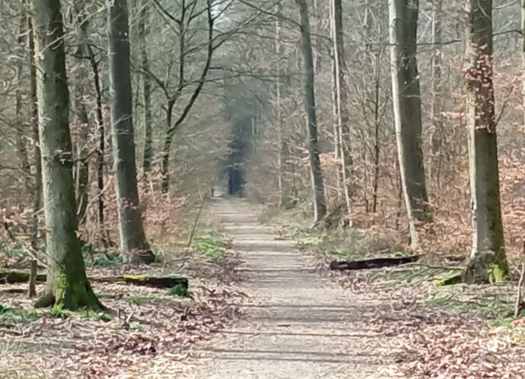 Wanderweg im Stadtwald Langen