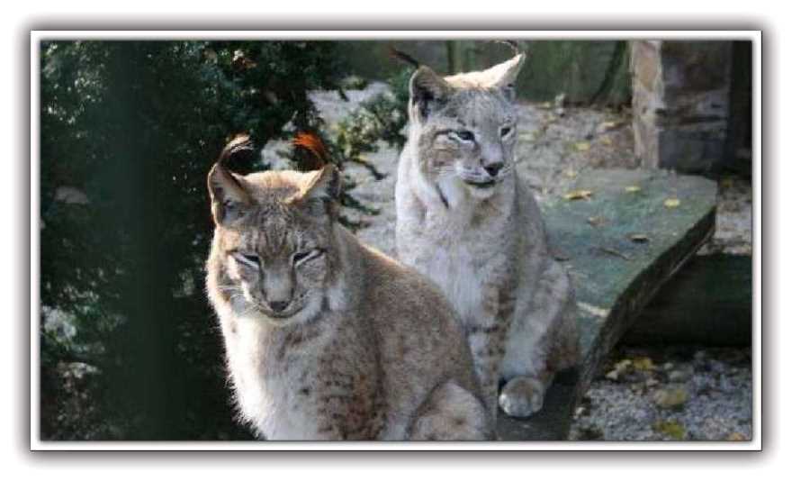 Luchs