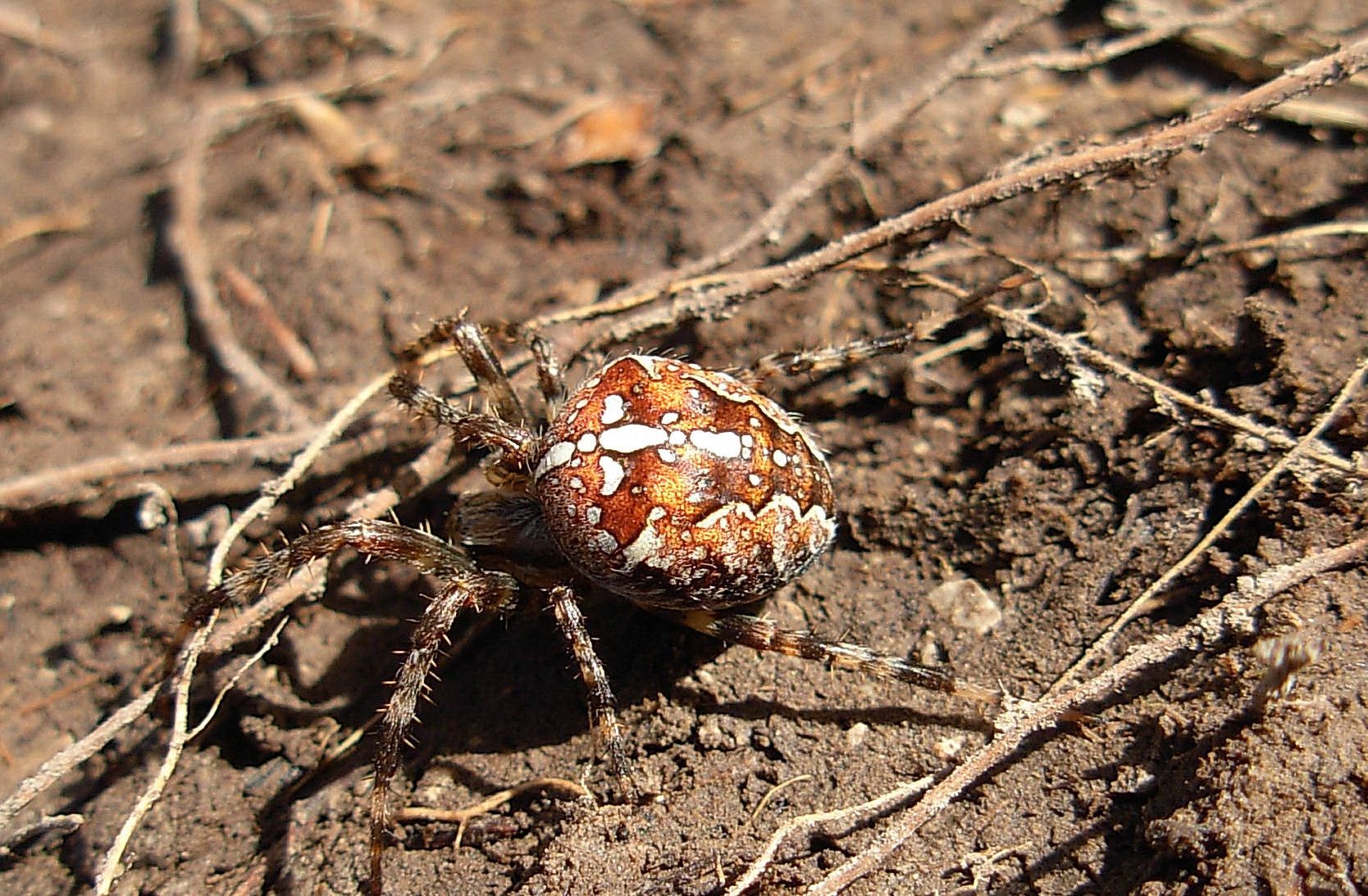 Kreuzspinne, Diadem-Kreuzspinne