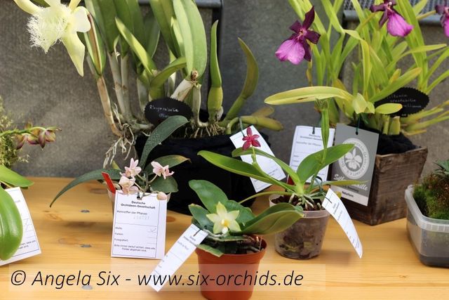 Orchideenschau Kiel 2018 Orchid Show In Kiel 2018