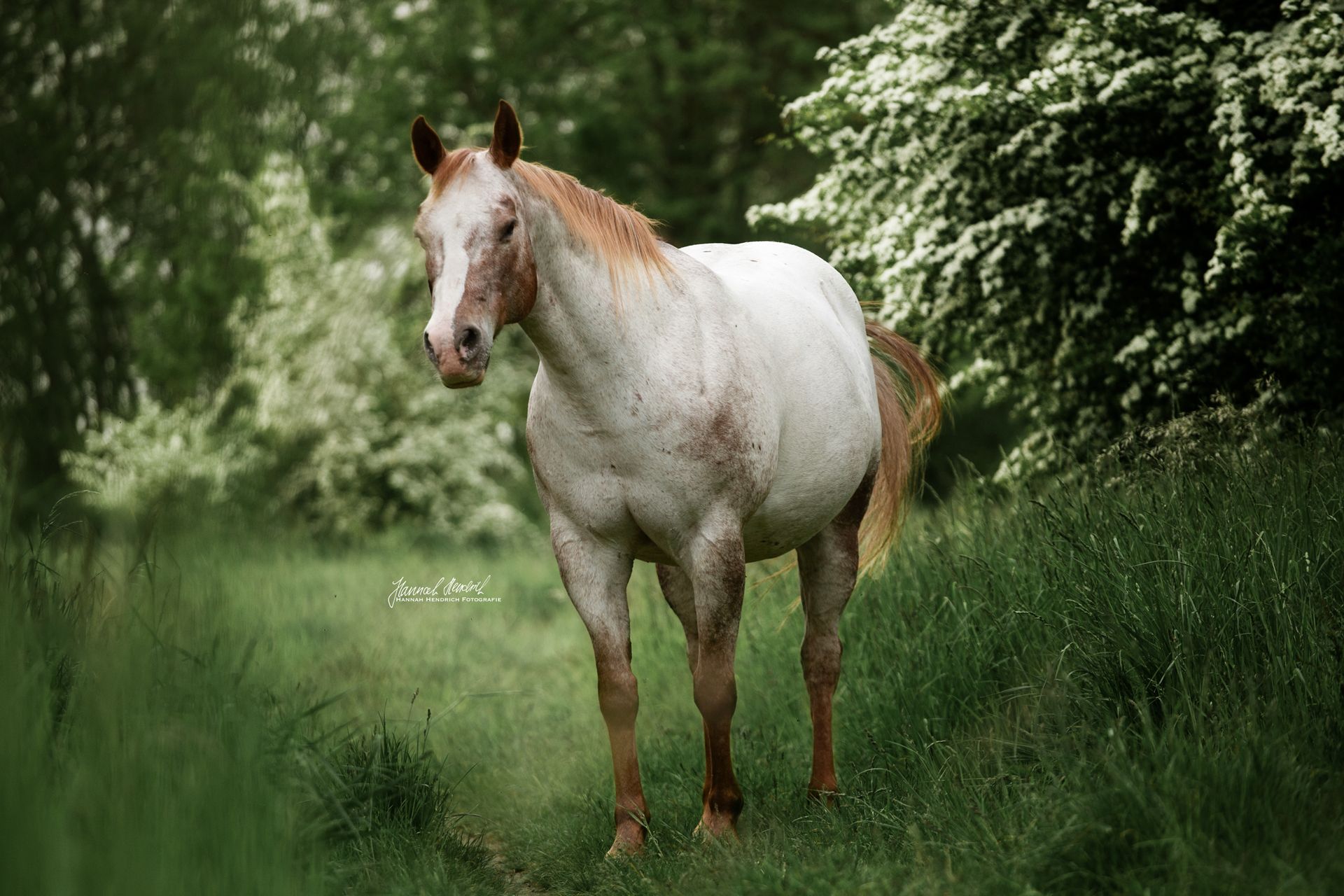 Tierportraits