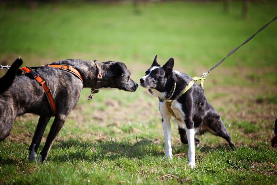 Die Körpersprache Des Hundes 