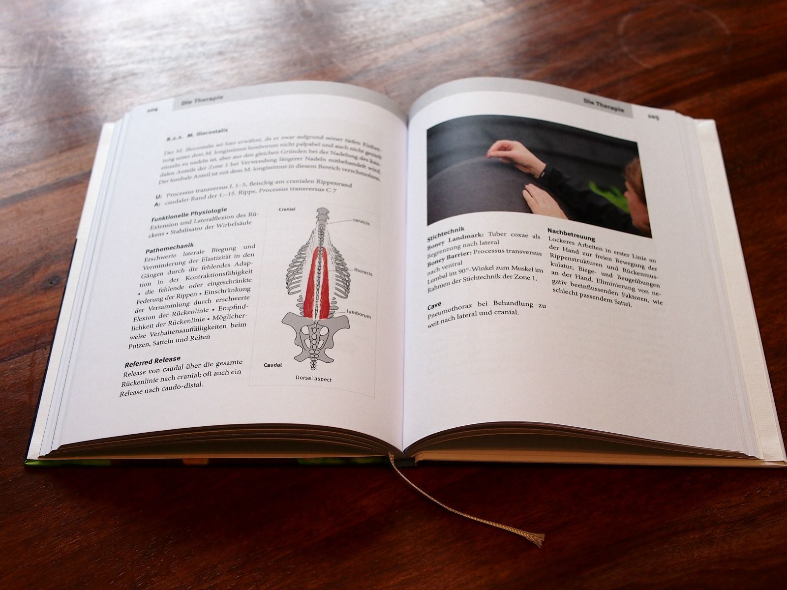 Equine Dry Needling