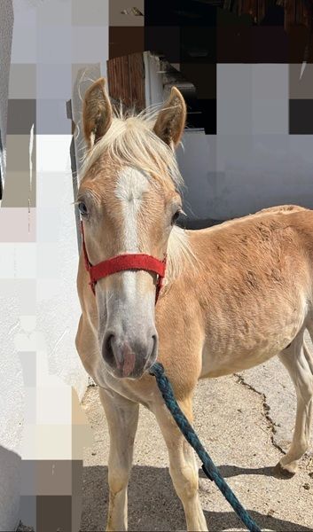 Fohlen Sternentänzer Fohlen Sternentänzer