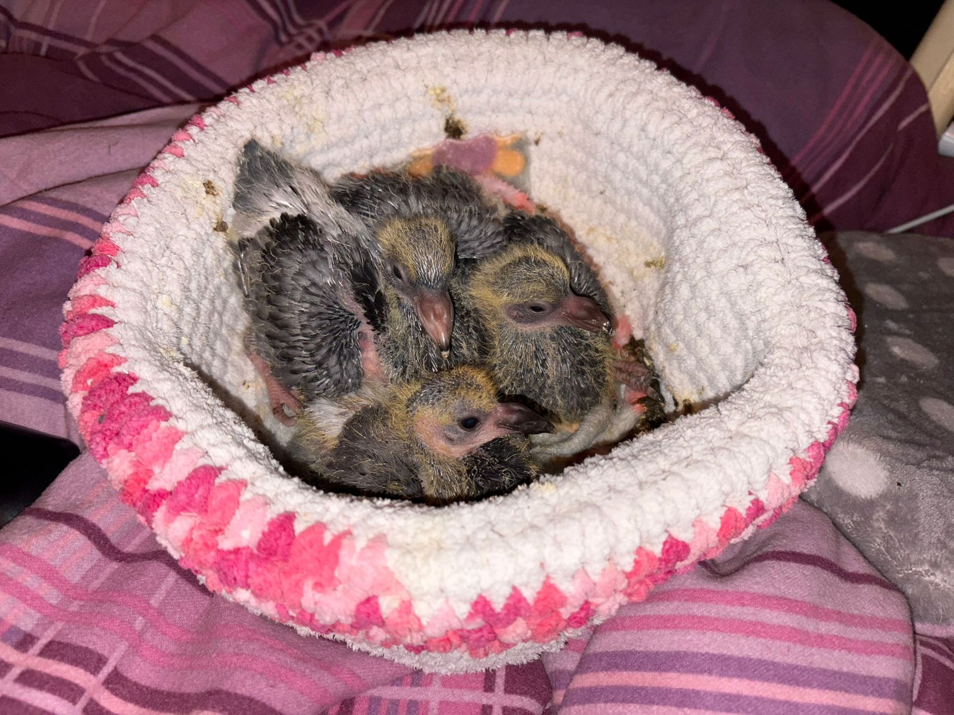 Willi und Maja mit Neuling Fips