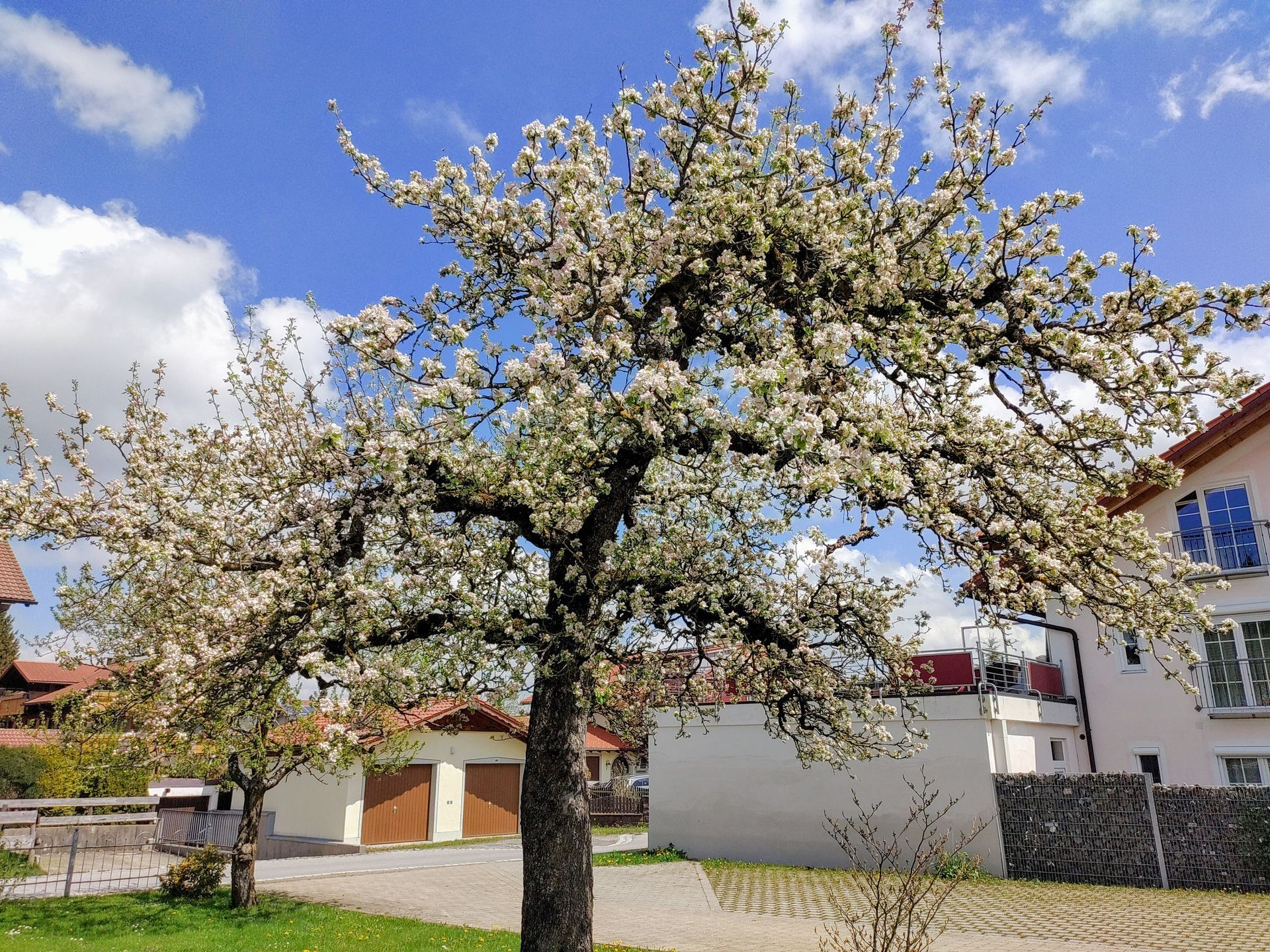 Ein blühender Baum in einem Garten neben Häusern unter blauem Himmel mit weißen Wolken.