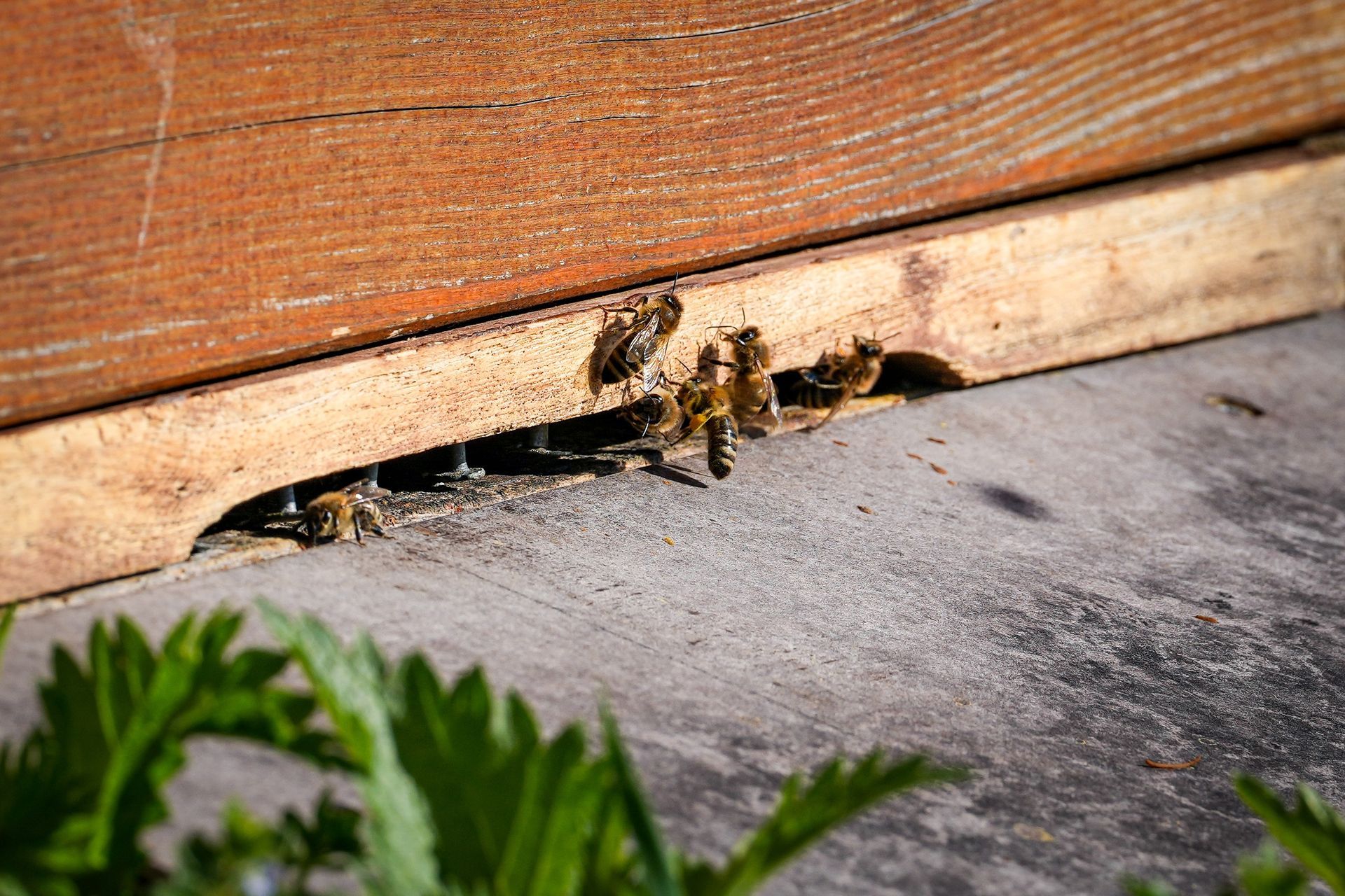 Honigbienen fliegen durch einen Spalt unter einem Holzbrett neben einer Betonfläche.