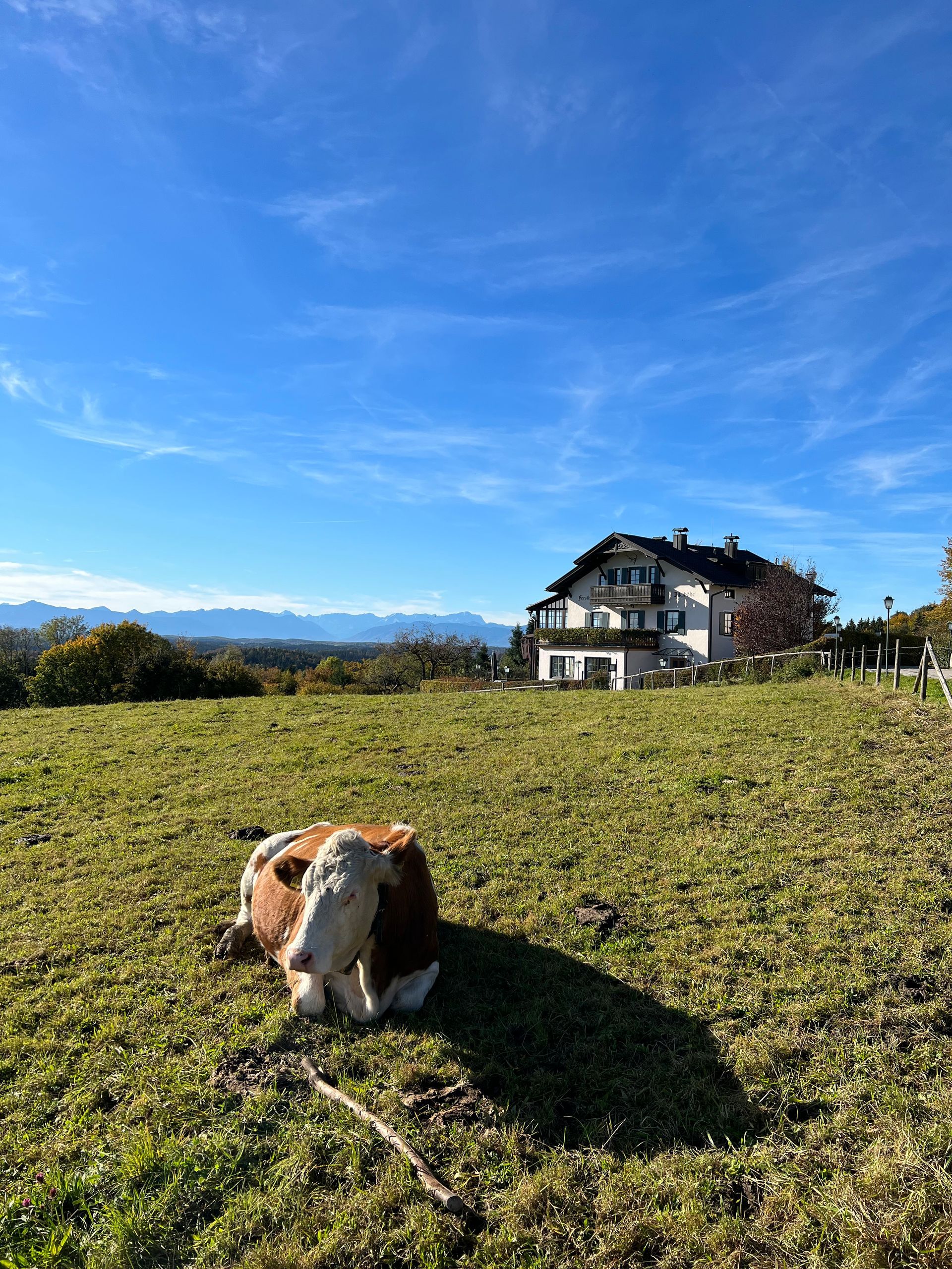 Ein braun-weißer Hund liegt unter strahlend blauem Himmel auf einer Wiese neben einem Haus.