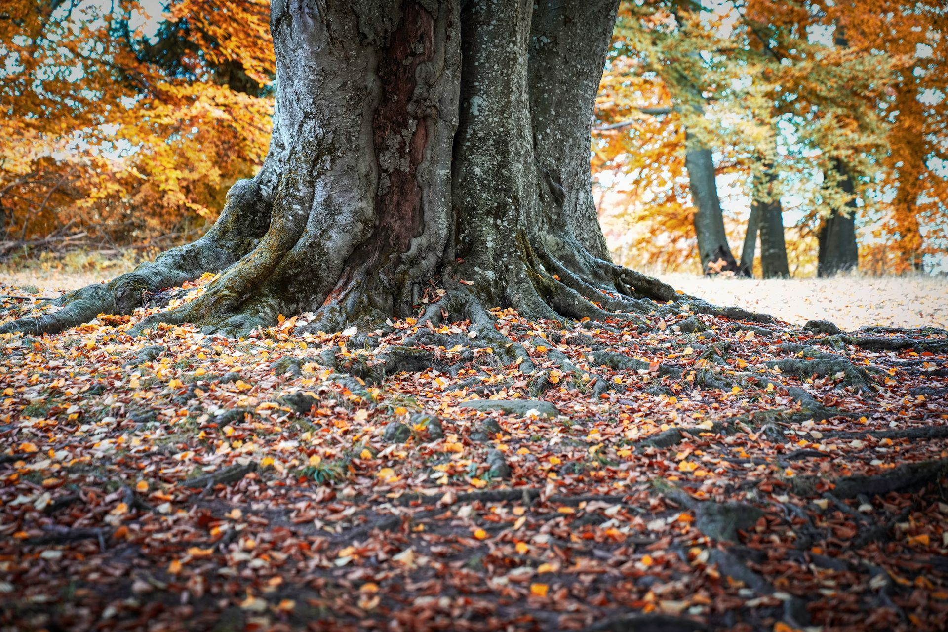 Ein großer Baumstamm in einem Herbstwald, dessen Boden mit orangefarbenen Blättern bedeckt ist und durch dessen Blätter Sonnenlicht filtert.