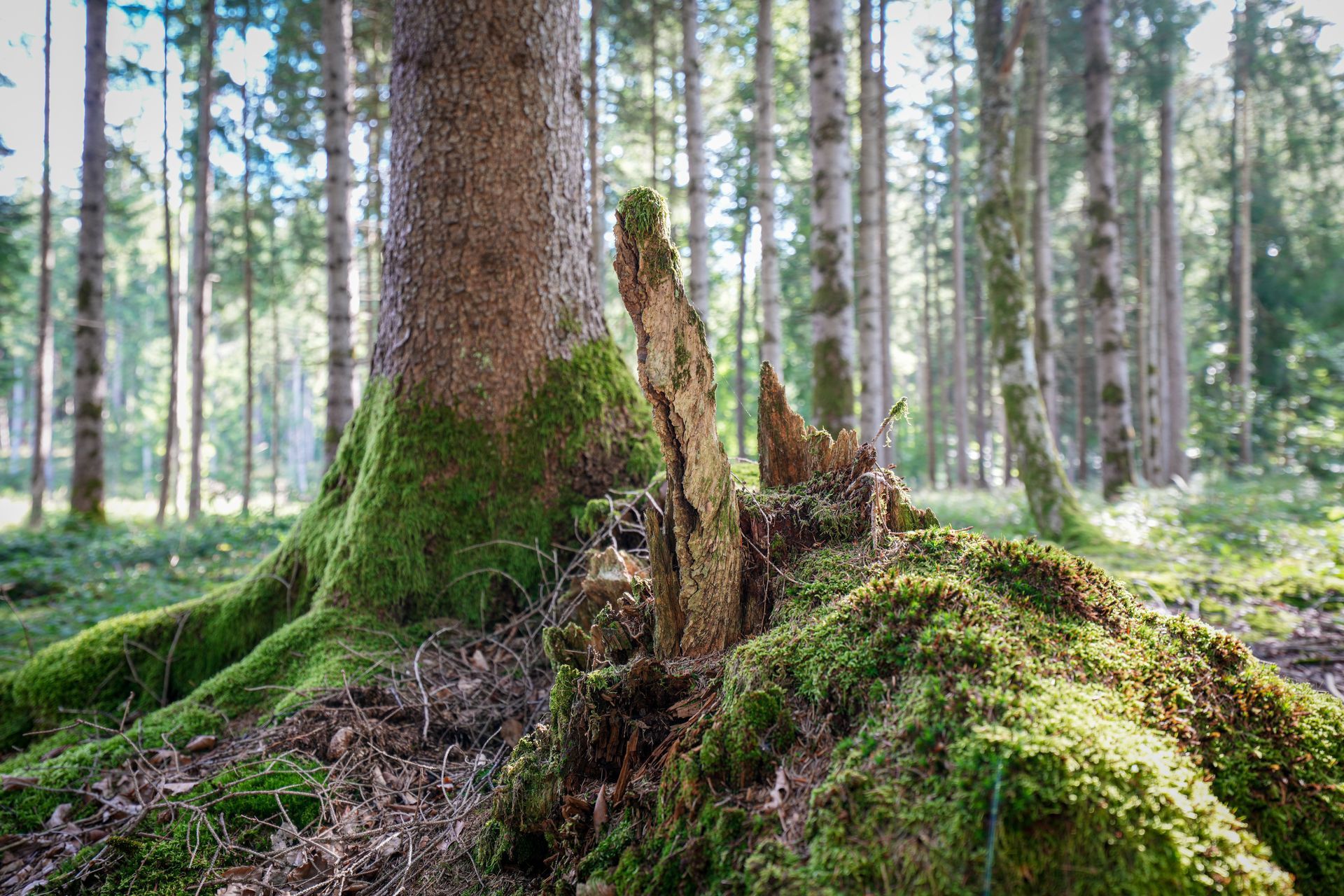 Moosbedeckter Baumstumpf in einem sonnenbeschienenen Wald mit hohen Kiefern und grünem Unterholz