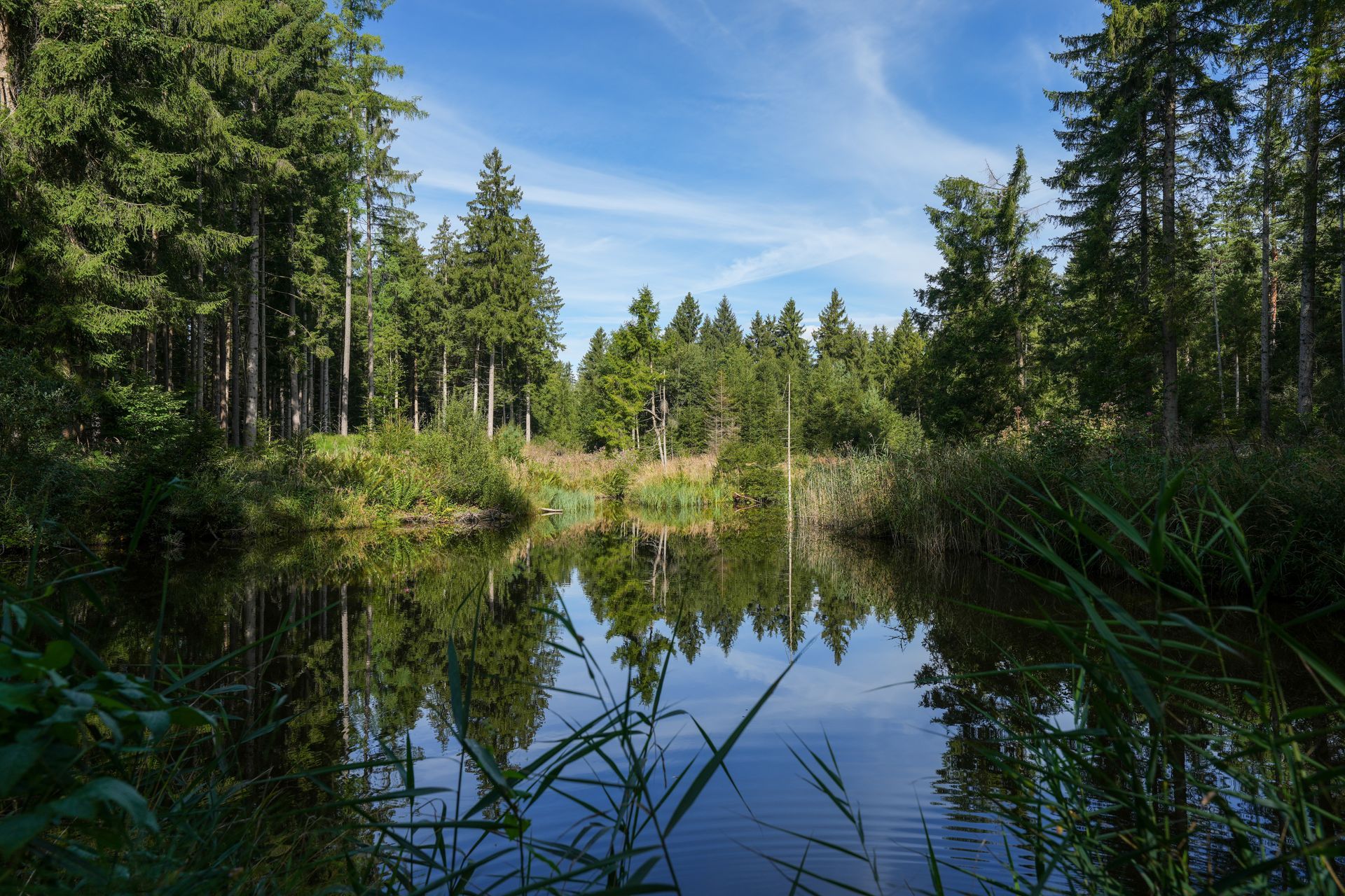 Ein ruhiger Waldteich, in dem sich der blaue Himmel spiegelt, mit hohen Bäumen und grünem Schilf am Ufer.