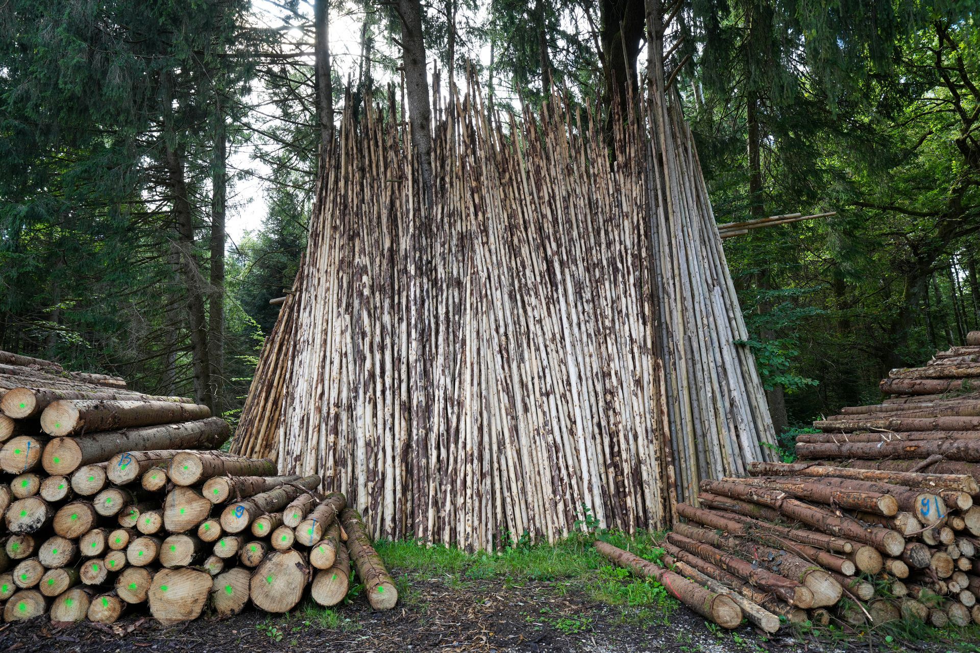 Stapel von gefällten Baumstämmen neben einem großen, gerodeten Baumstumpf in einer Waldlandschaft
