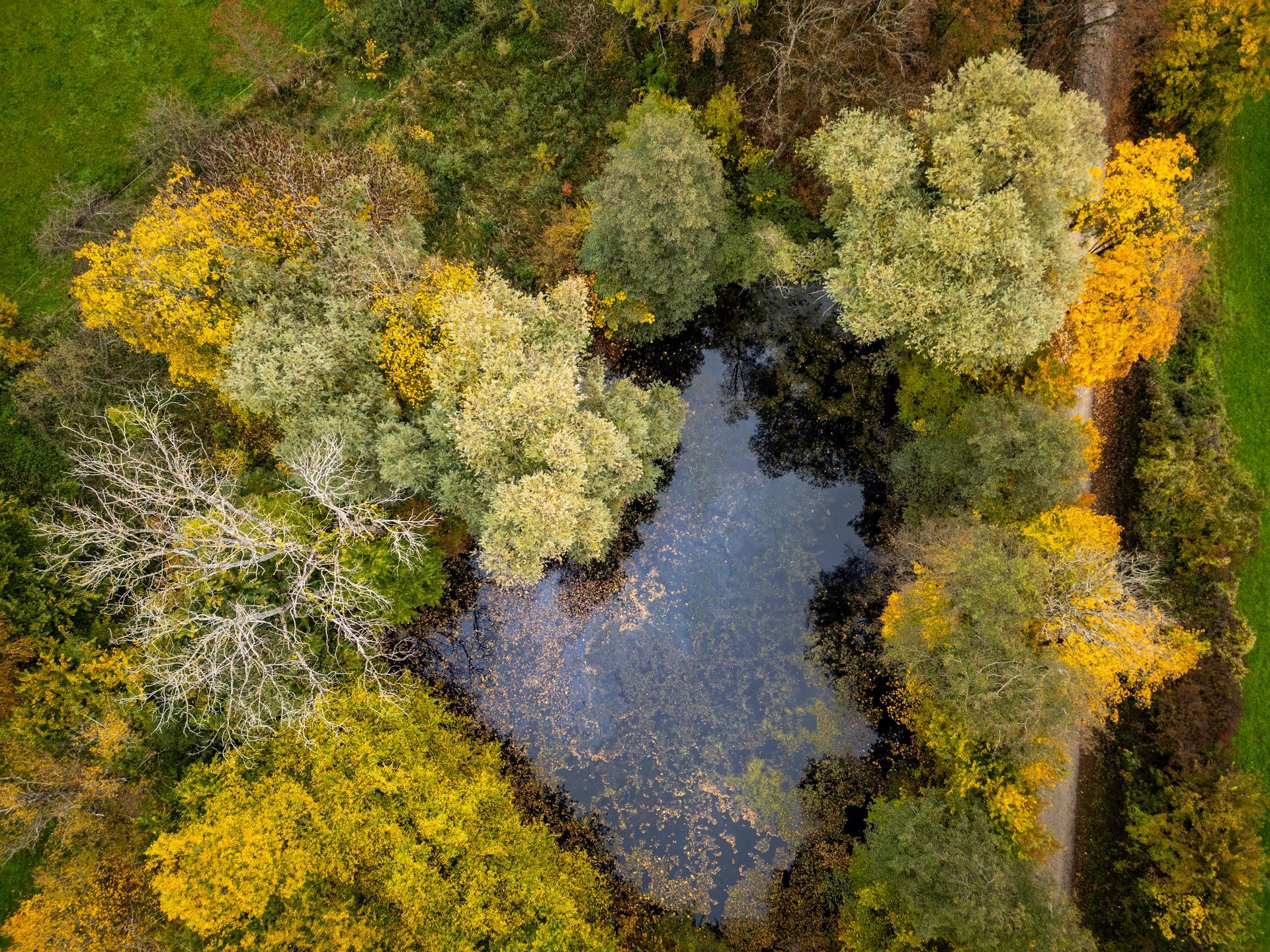 Luftaufnahme eines kleinen Teichs, umgeben von dichten Herbstbäumen in Grün-, Gelb- und Orangetönen.