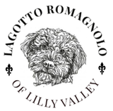 Lagotto Romagnolo of Lilly Valley