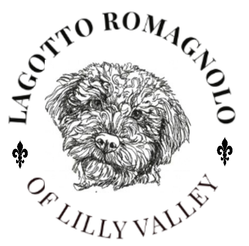 Lagotto Romagnolo of Lilly Valley