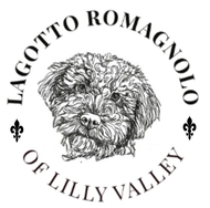 Lagotto Romagnolo of Lilly Valley