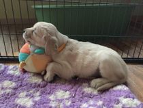 Golden Retriever Puppy