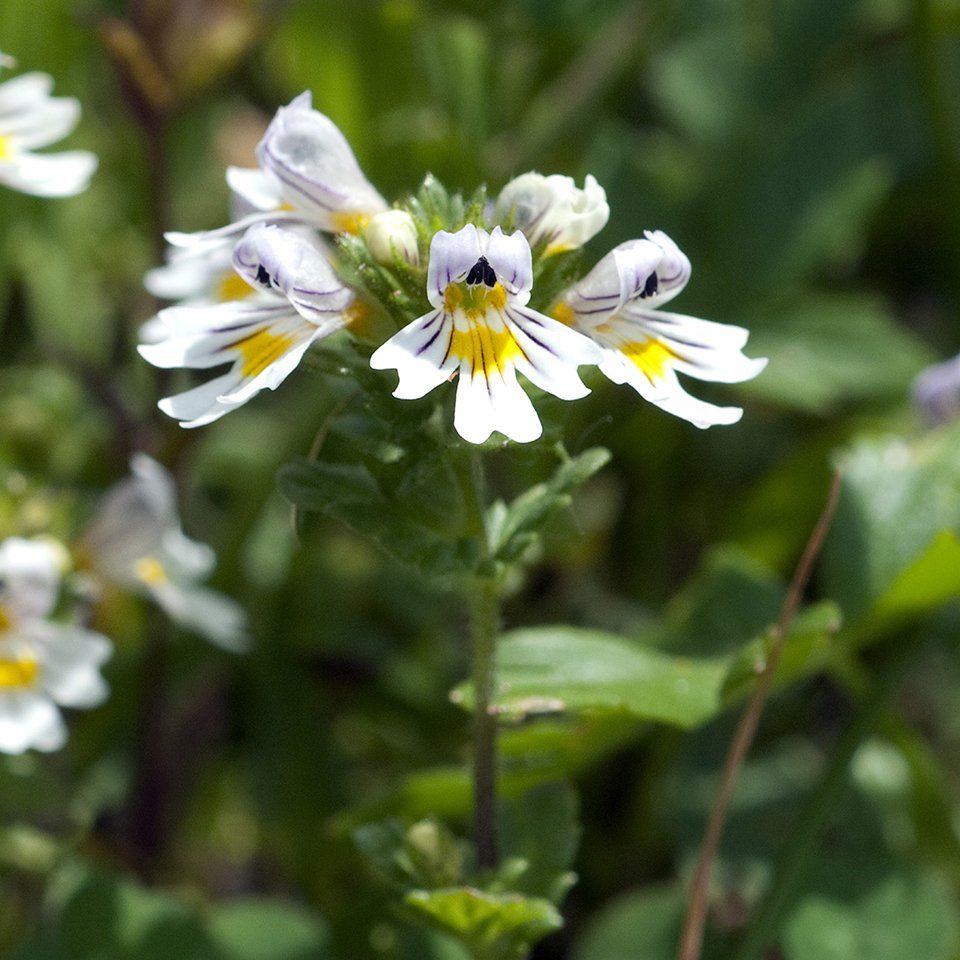Euphrasia