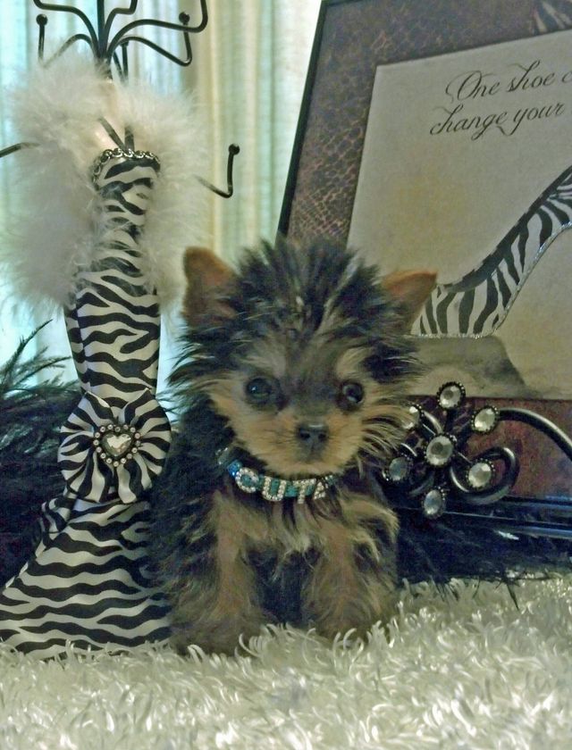 chihuahua puppies for sale yorkshire