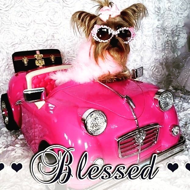 chihuahua for sale yorkshire