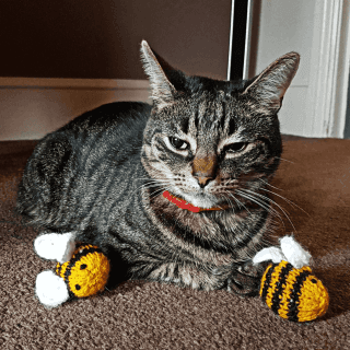 cat with bee toy