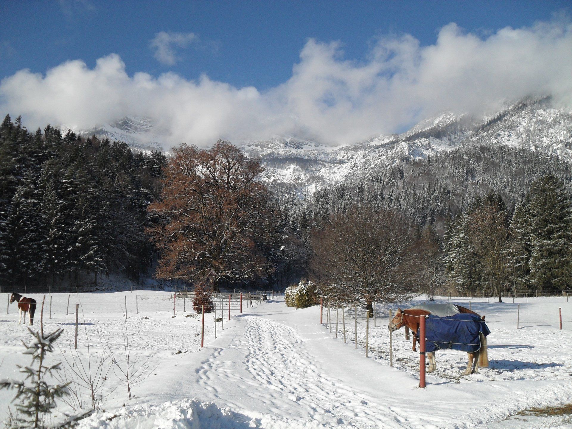 Ferienhaus Gestüt Pfaffenlehen
