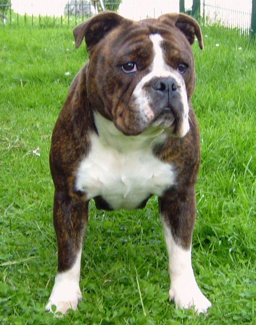 Continental Bulldog Allgau Bull S