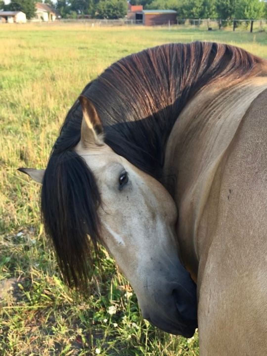 Helles Pferd mit dunkler Mähne, das auf einer Wiese über die Schulter zum Betrachter blickt.