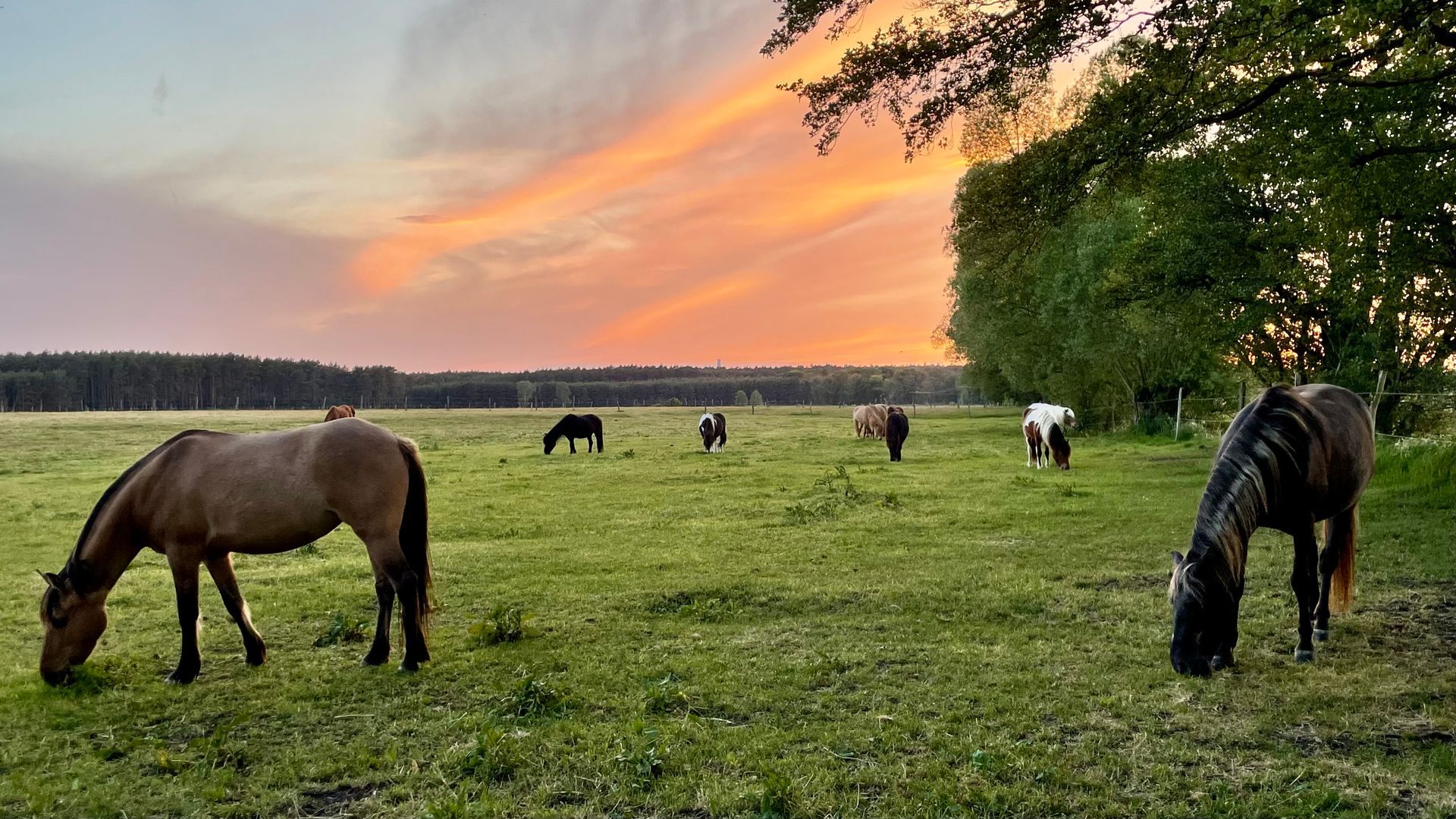 Pferde grasen bei Sonnenuntergang auf einer grünen Weide vor einem orange-rosa Himmel.