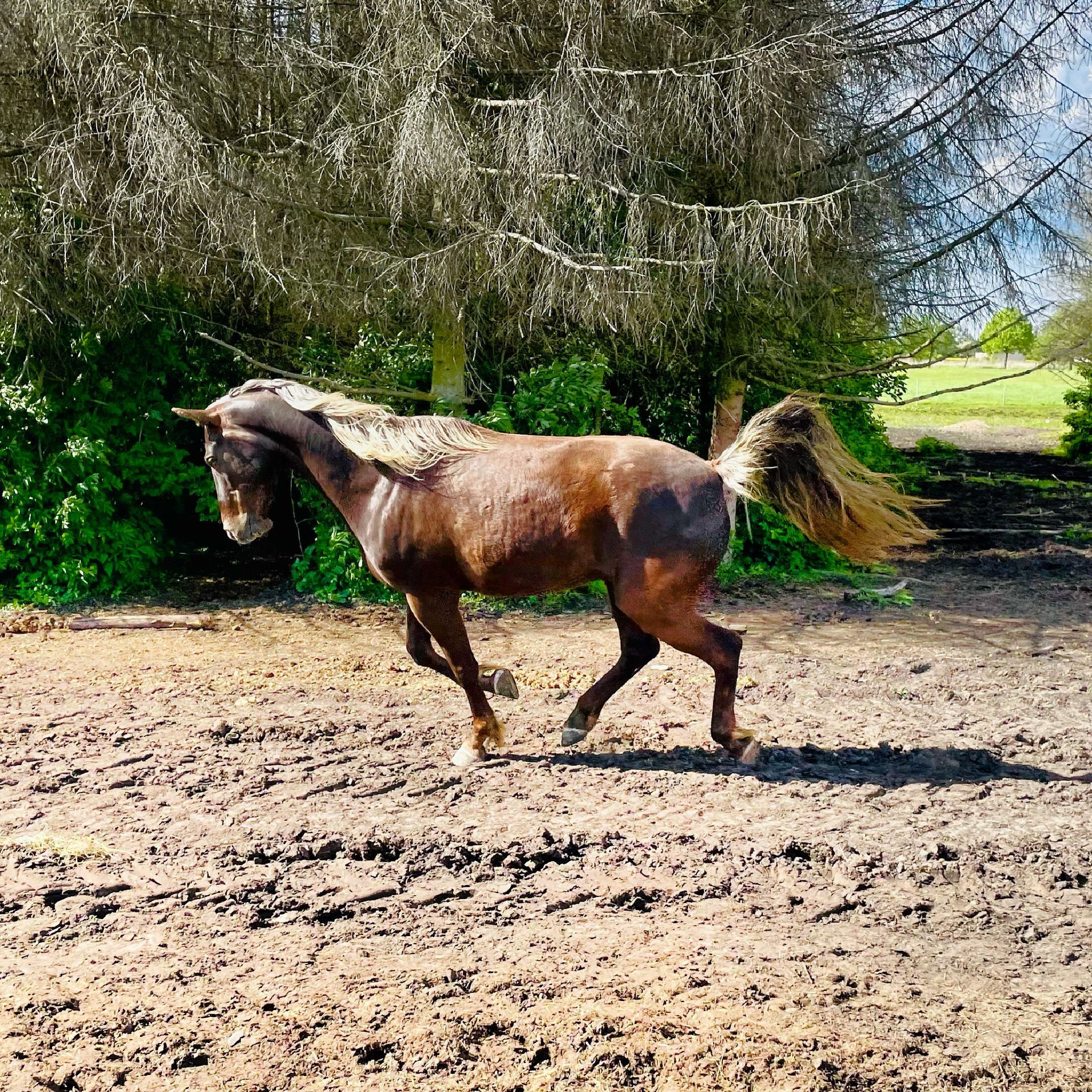 Braunes Pferd mit blonder Mähne und Schweif im Galopp vor Bäumen