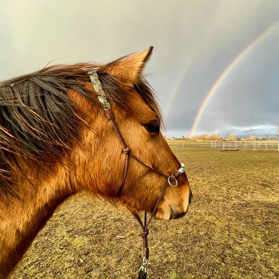 Pferdekopf von der Seite mit Regenbogen im Hintergrund, Braunfalbe