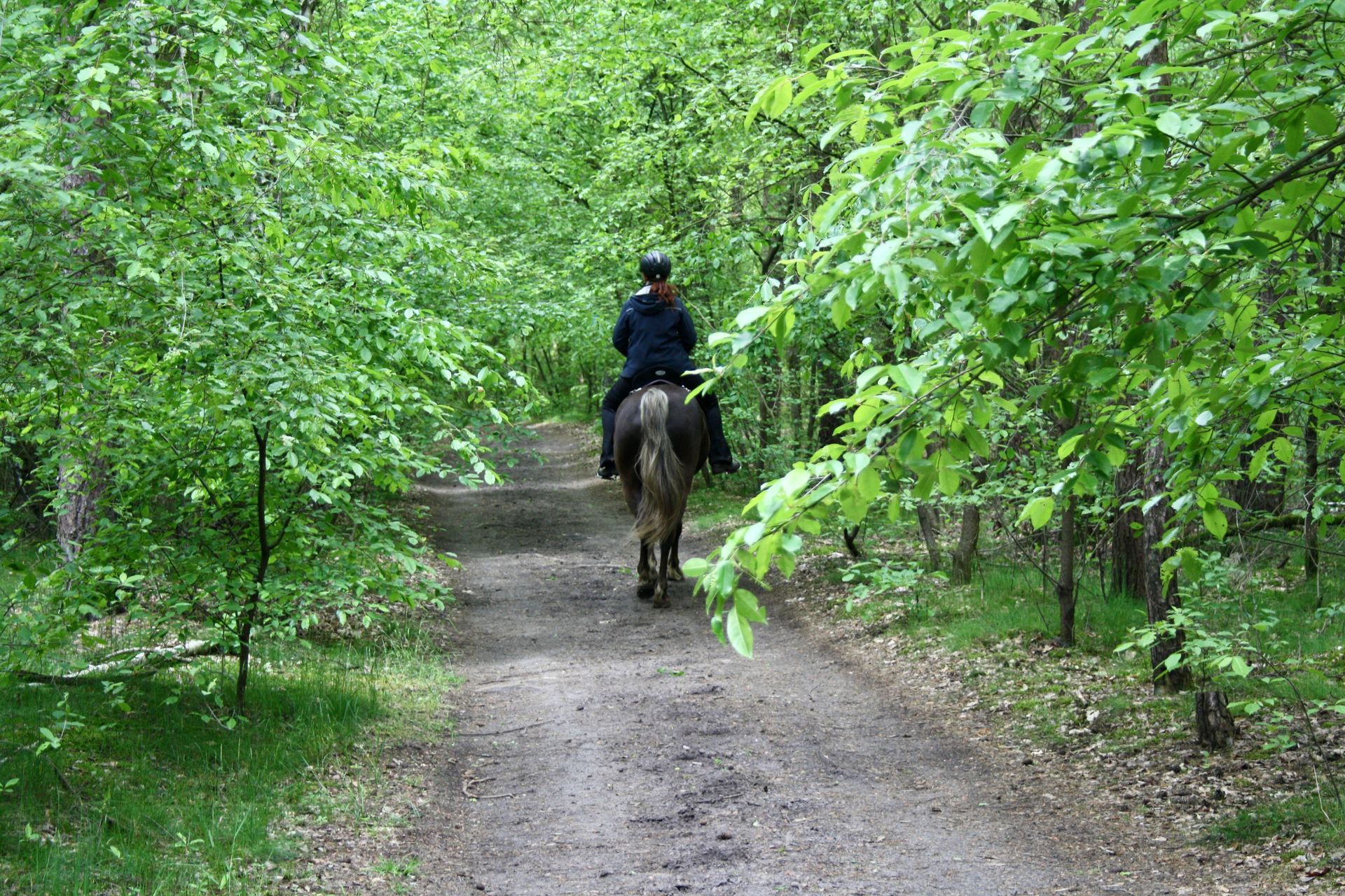 Person, die auf einem Pferd einen Waldweg durch einen grünen, belaubten Wald entlang reitet.