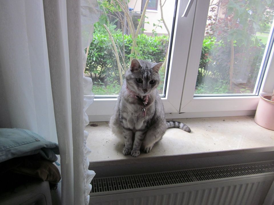 Das Bild zeigt meine Katze Felix am Fenster