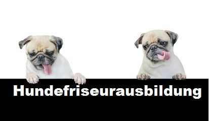 hundefriseur ausbildung leipzig