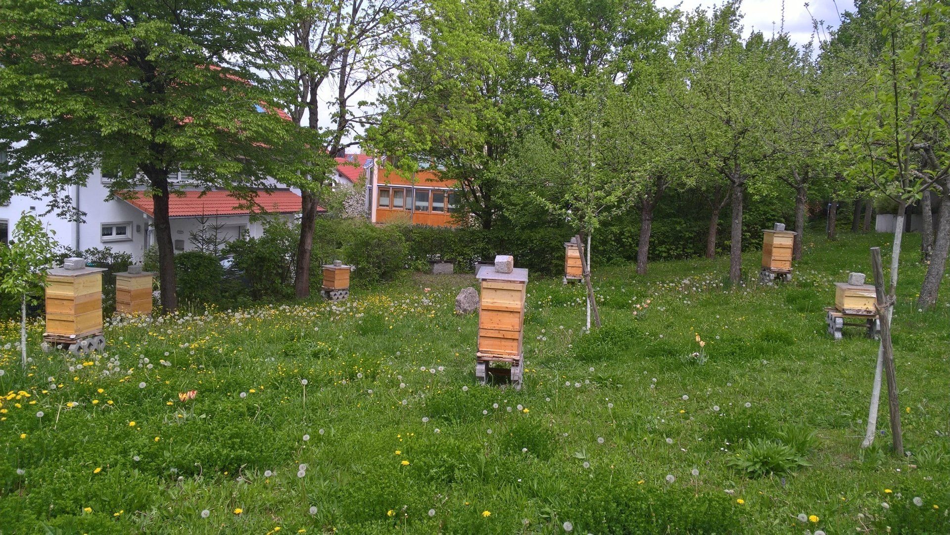 BienenSiebenStern in Zorneding