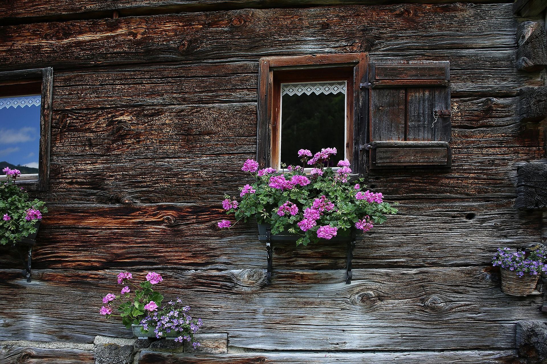 Holzhütte mit Fenstern, lila Blumen in Blumenkästen. Im Allgäu stehend.