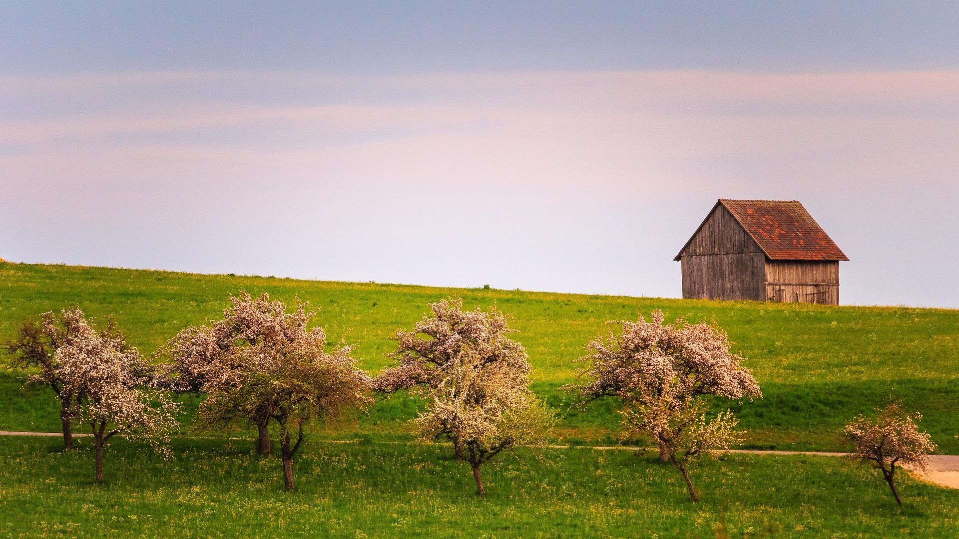 Eine Holzscheune auf einem grasbewachsenen Hügel unter hellblauem Himmel. Blühende Bäume säumen den Vordergrund.