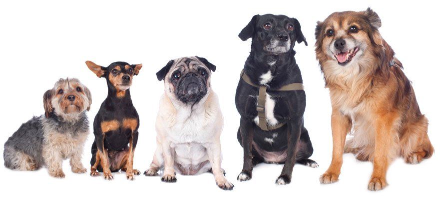 Hundephysiotherapie Gangbild mit Unterwasserlaufband