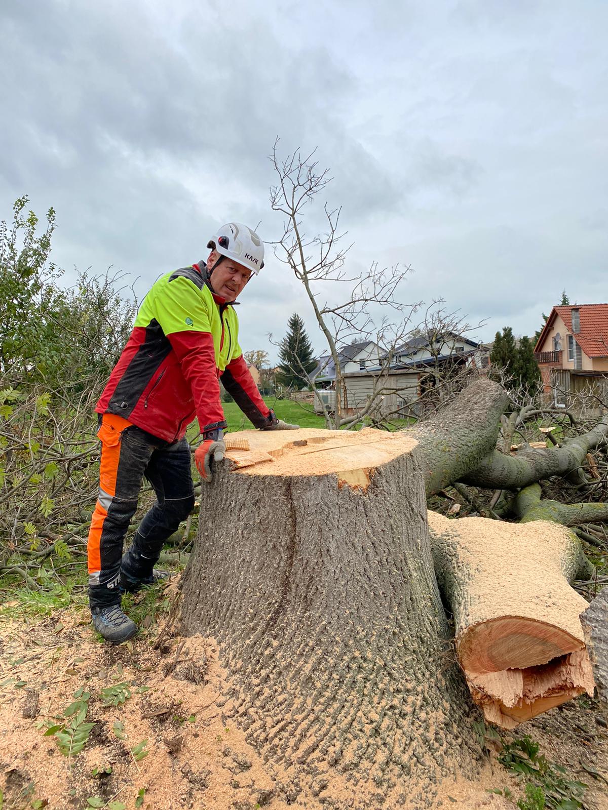 Baumpflege Baumfällung Industrieklettern Fenster Fassadenreinigung Sturmschädenbeseitigung