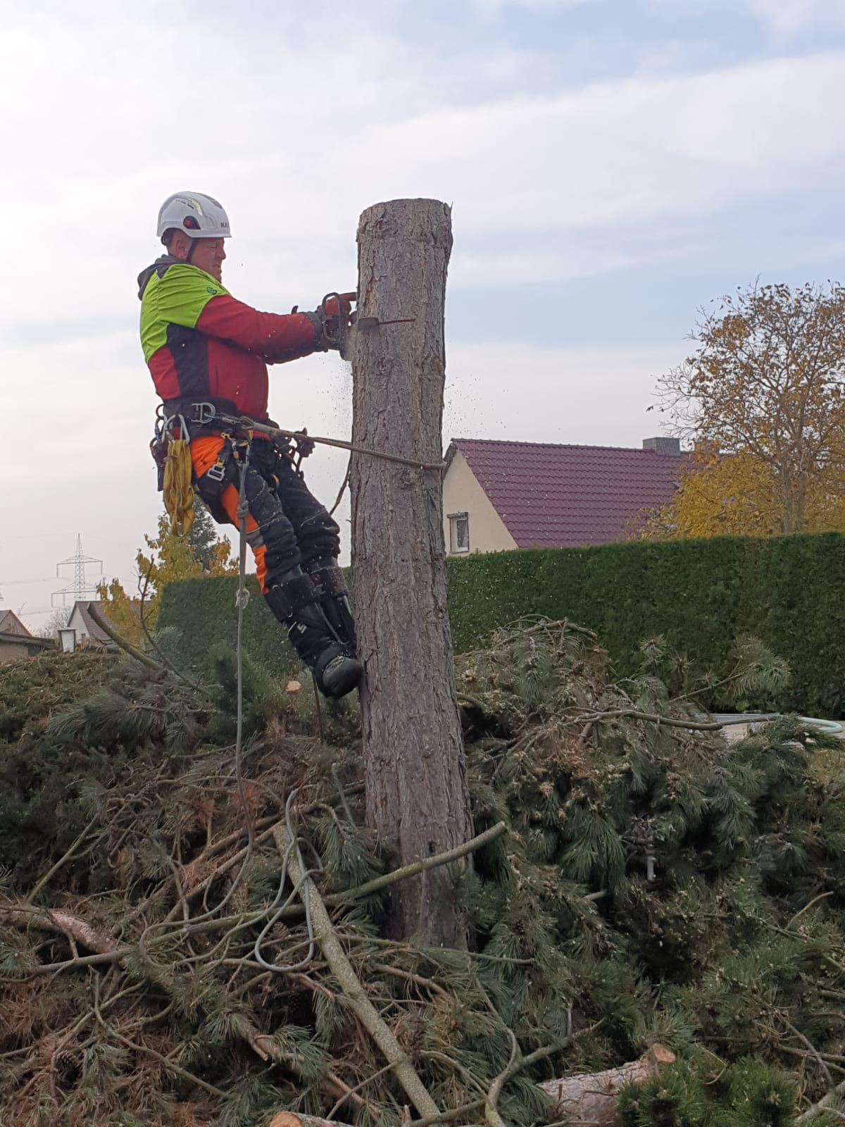 Baumpflege Baumfällung Industrieklettern Fenster Fassadenreinigung Sturmschädenbeseitigung
