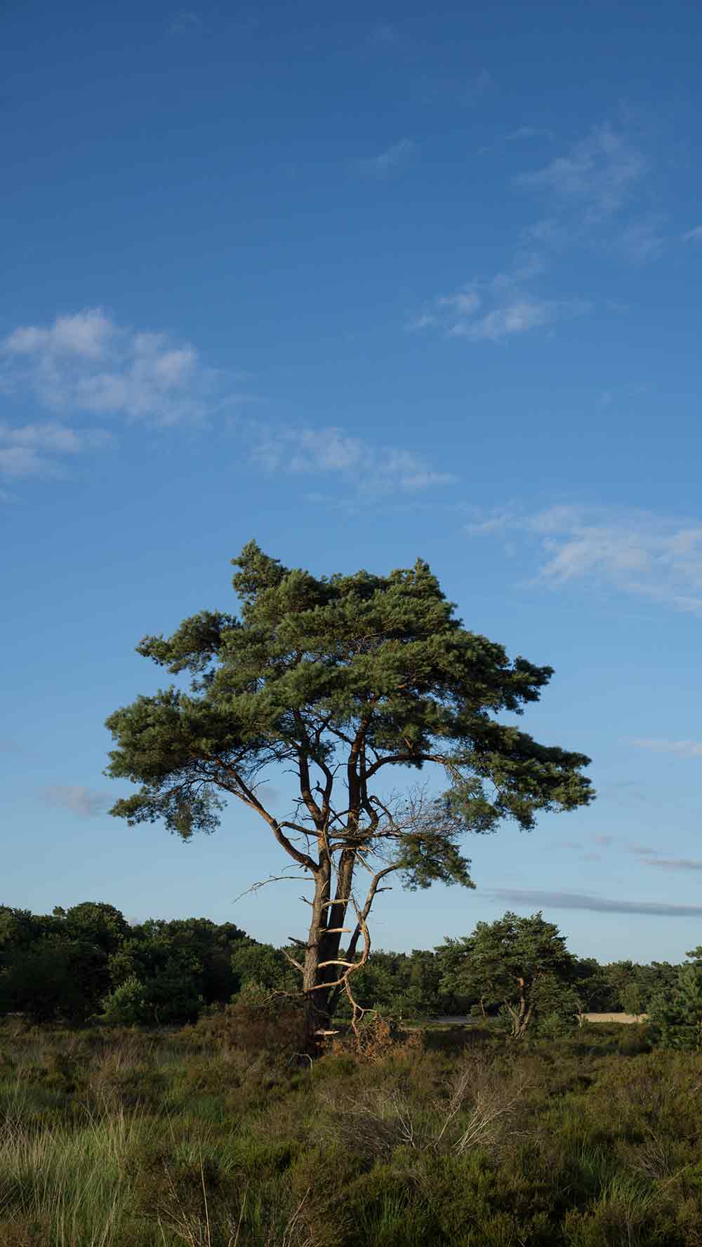 Belgien, Privinz Antwerpen, Kalmthoutse Heide
