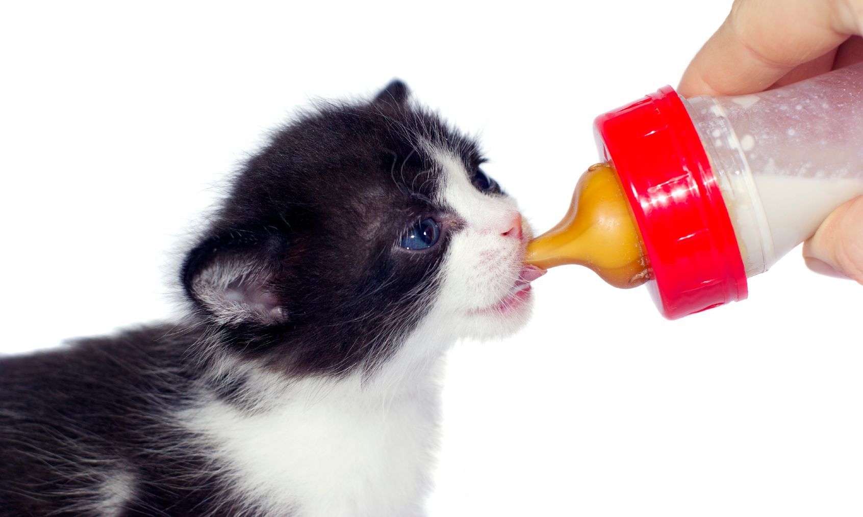 Flaschenaufzucht Katzenbaby