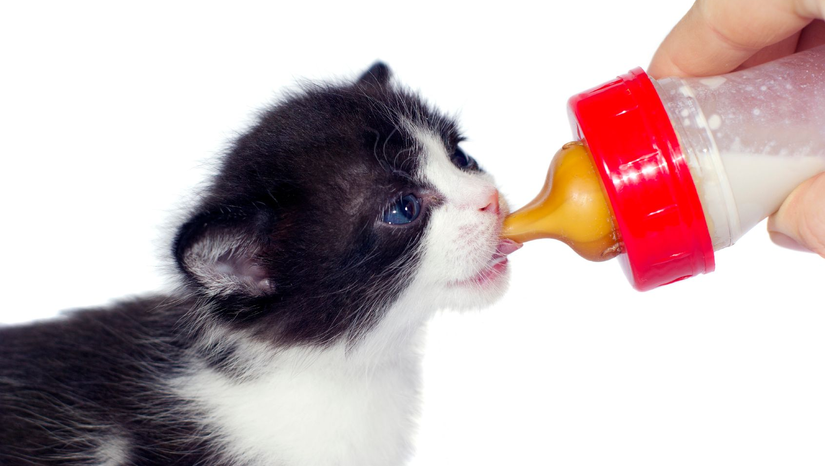 Katzenbaby trinkt aus Babyflasche