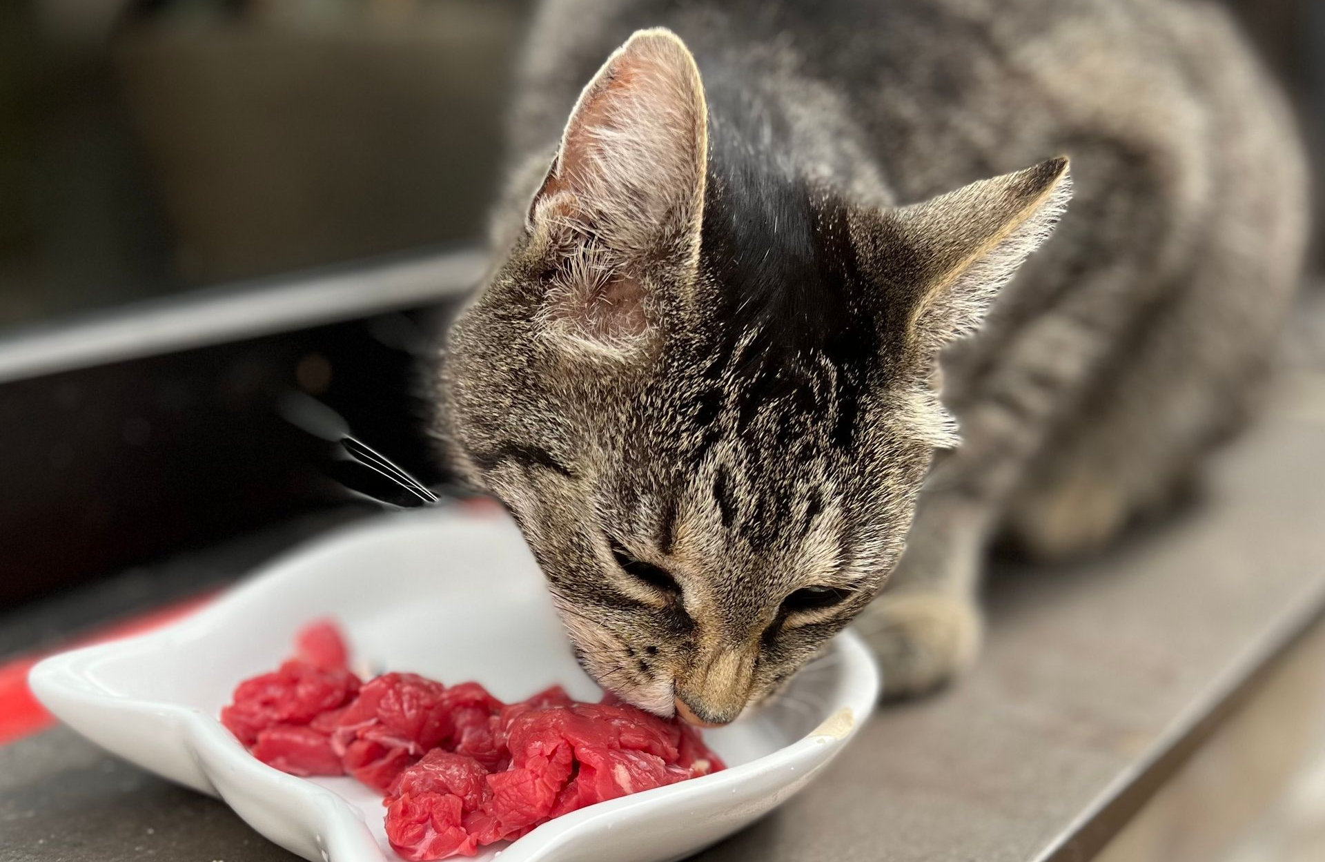 Chihuahua in OP-Kleidung